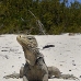 iguana_cuban_jar_v_1275_cub2971.jpg